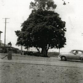 Fig Tree, Tewantin, ca 1940s