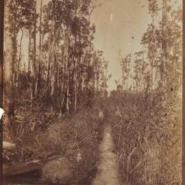Drain clearing, Tronson's Canal, Cooroibah, 1923