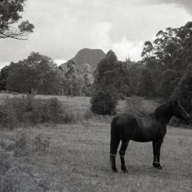 Farmland, Pomona, ca 1980s