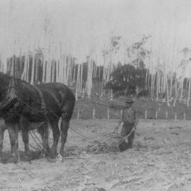 Edgar Playford, field work, Pomona