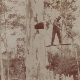 Edgar Playford, timber felling, Black Mountain Road, Pomona