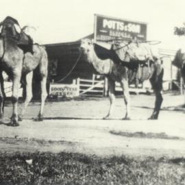 Camel Train, Kin Kin, 1930s