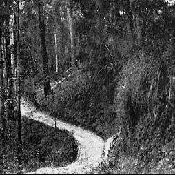 Cooroy-Tewantin Range road (Gyndier Drive), early 1900s