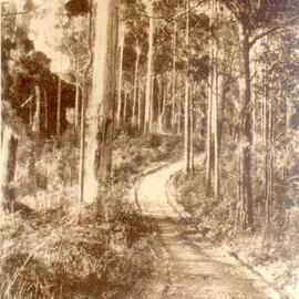 Cooroy-Tewantin Range road (Gyndier Drive), early 1900s