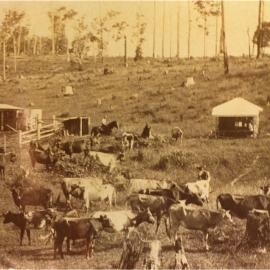 David McConnell's dairy farm, Black Mountain Road, Pomona, 1912