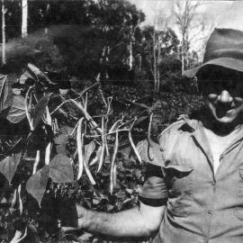 Eddie Dwyer, bean harvest, Gumboil Road, Cooroy, ca 1960s