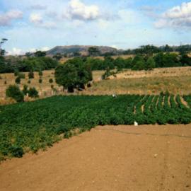 View to Black Mountain, 74 Maple Street, Cooroy, 1978
