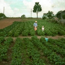 Eddie Dwyer and grandchildren, Bean patch, 74 Maple Street, Cooroy, 1978