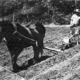 Eddie Dwyer and 'Captain', ploughing, Gumboil Road, Cooroy, ca 1960s