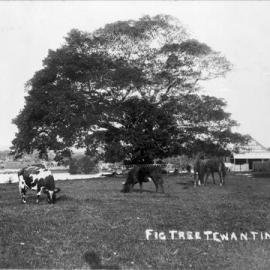 Cows grazing, Tewantin, 11 January 1921