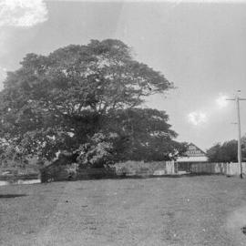 Fig tree, Tewantin, 1918 