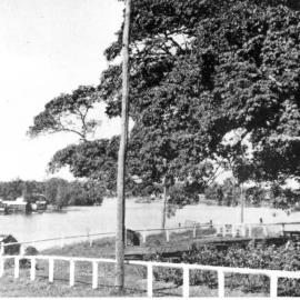 Fig Tree and Noosa River, Tewantin