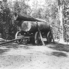 Bullock wagon, log transportation, Cooroy, ca 1900