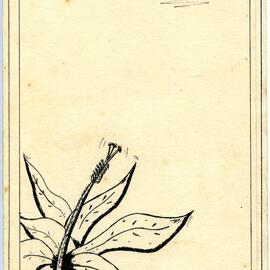 Birthday booklet, 90th birthday, Emma Tait, Tewantin, 30 August 1976