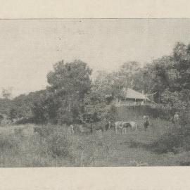 Mr W.H. Nosworthy's Farm, Dath Henderson Road, Cooroy district, ca 1911