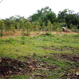 Cleared land, near Laguna Lookout, Noosa Heads, 28 November 1999