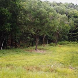 Cleared land, near Laguna Lookout, Noosa Heads, 28 November 1999