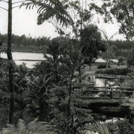 Second year, Noosa Botanic Gardens, Lake Macdonald, 1991