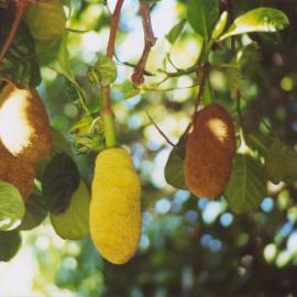 Jackfruit tree, Borg Park, Boreen Point, ca 2000