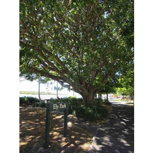 Tree of Knowledge
