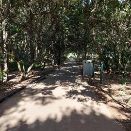 Casuarina Grove, Noosa Board Walk, Noosa Heads, 13 December 2025