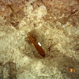 Unexploded ordinance, Sunrise Beach, 10 July 1991