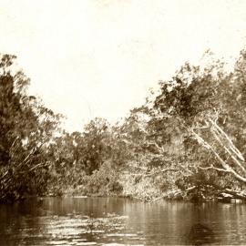 Head of Noosa River, Great Sandy National Park, Como, 7 November 1911