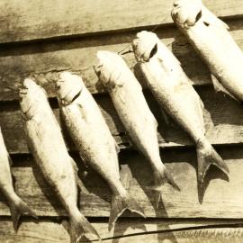 Big catch, Noosa River, 1930