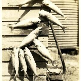 Big catch, Noosa River, 1930