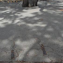 Rail track remnants, Lake Cootharaba Sailing Club, Lake Cootharaba, Boreen Point, 17 December 2025