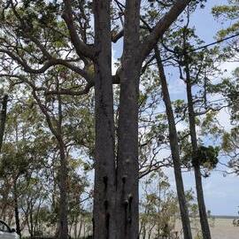 Tree, Lake Cootharaba, Boreen Point, 17 December 2025