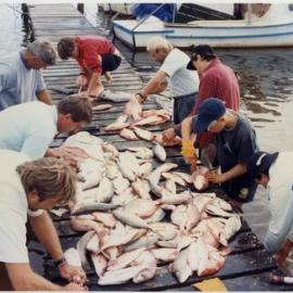 Filleting fish, Noosa River, Noosaville, ca 1987-1992