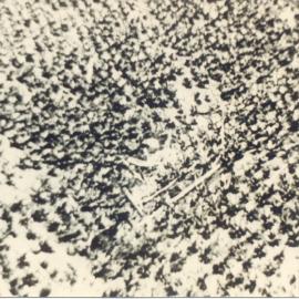 Aerial view, 'Lone Pine' plantation, Kin Kin, ca 1928 