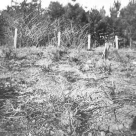 Pinbarren Victory plot, Pinbarren School Reserve, Kin Kin Road, Pinbarren, 9 August 1941