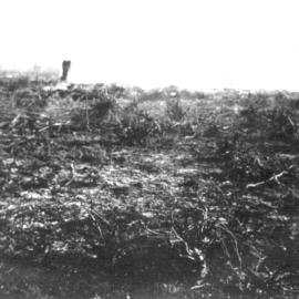 Clearing, Pinbarren Victory plot, Pinbarren School Reserve, Kin Kin Road, Pinbarren, 9 August 1941