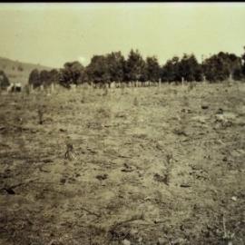 Pinbarren Victory plot, Pinbarren School Reserve, Kin Kin Road, Pinbarren, 1941