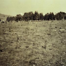 Growth, Pinbarren Victory plot, Pinbarren School Reserve, Kin Kin Road, Pinbarren, 13 July 1942