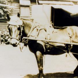 'Benny', delivery horse, Dance's Bakery, Pomona, 1930s