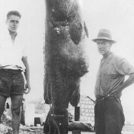 Giant grouper, Noosa River, Tewantin, November 1935