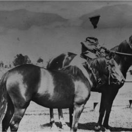 Archie Cooper with winning horses, Noosa Country Show, Pomona