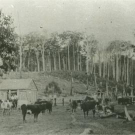 Dairy farm, Dave McAndrew, Wahpunga, Kin Kin