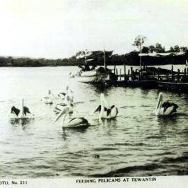 Feeding Pelicans, Teantin