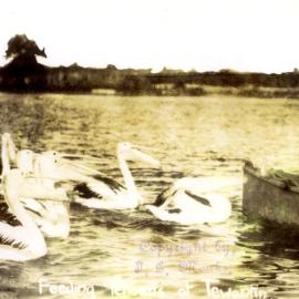 Feeding the pelicans, Tewantin, 1906