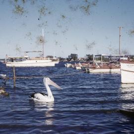 Moored boats, Noosa River, Tewantin, ca 1960s