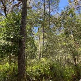 Campgrounds, Noosa River Everglades, Noosa River, Cooloola, 11 February 2026