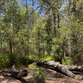 Campgrounds, Noosa River Everglades, Noosa River, Cooloola, 11 February 2026