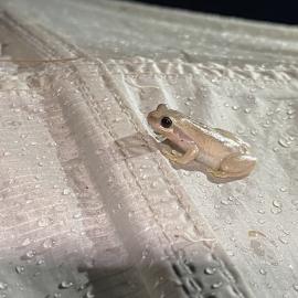 Ruddy Tree Frog, Noosa River Everglades, Noosa River, Como, 12 February 2025