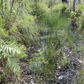 Bushland, Cooloola Wilderness Trail, Great Sandy National Park, Cooloola, 13 February 2025
