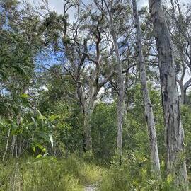 Bushland, Cooloola Wilderness Trail, Great Sandy National Park, Cooloola, 13 February 2025