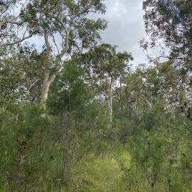 Bushland, Cooloola Wilderness Trail, Great Sandy National Park, Cooloola, 13 February 2025